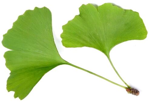 Insuvit contiene Ginkgo Bilobe